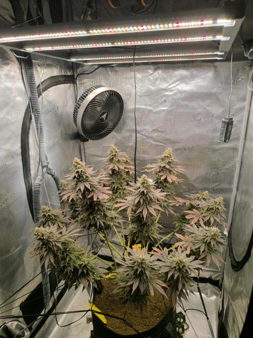 SPECIAL QUEEN 1. Week 20