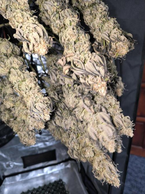 Special Queen #1. Week 20