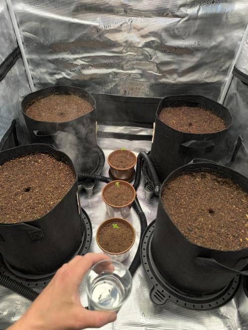 VANILLA FROSTING. Week 1