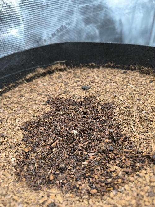 VANILLA FROSTING. Week 1