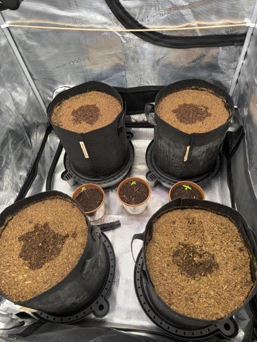 VANILLA FROSTING. Week 1