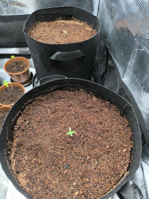 VANILLA FROSTING. Week 1 - Voodoo/grow AB/B-52
          2/1/2 ml/L