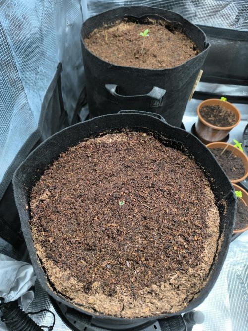 VANILLA FROSTING. Week 1