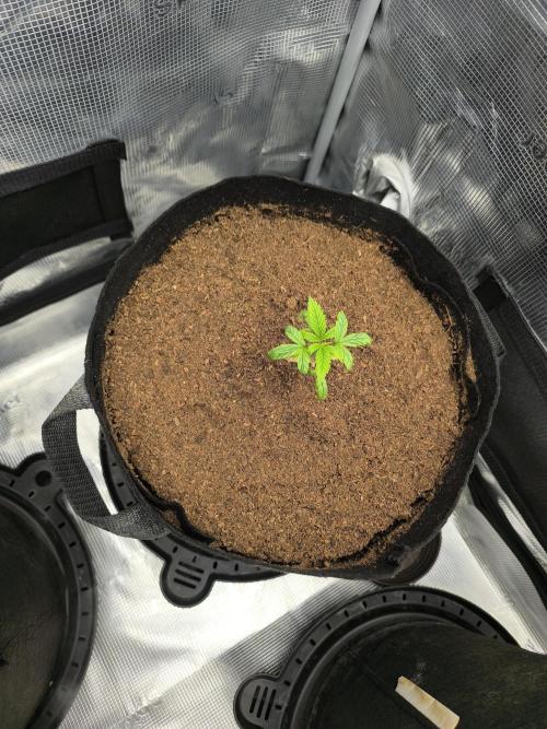 VANILLA FROSTING. Week 2