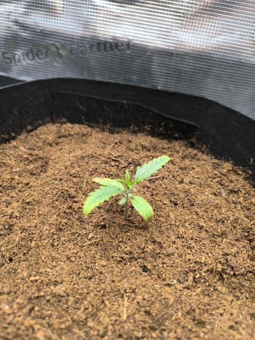 VANILLA FROSTING. Week 2