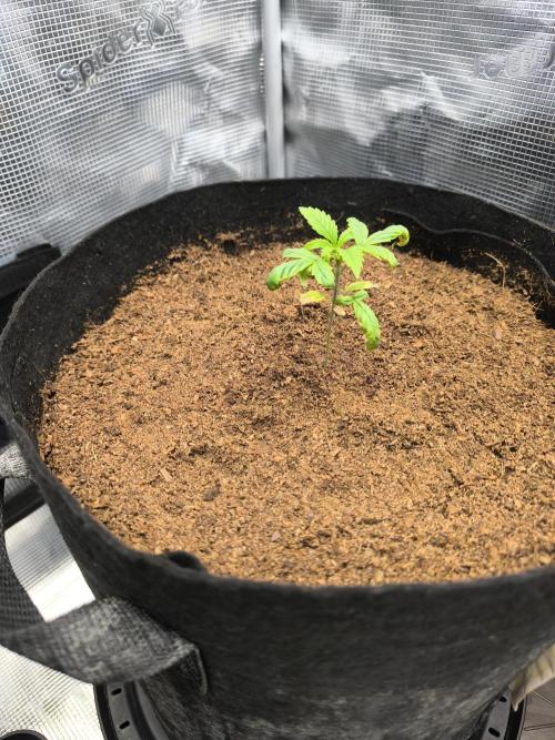 VANILLA FROSTING. Week 2
