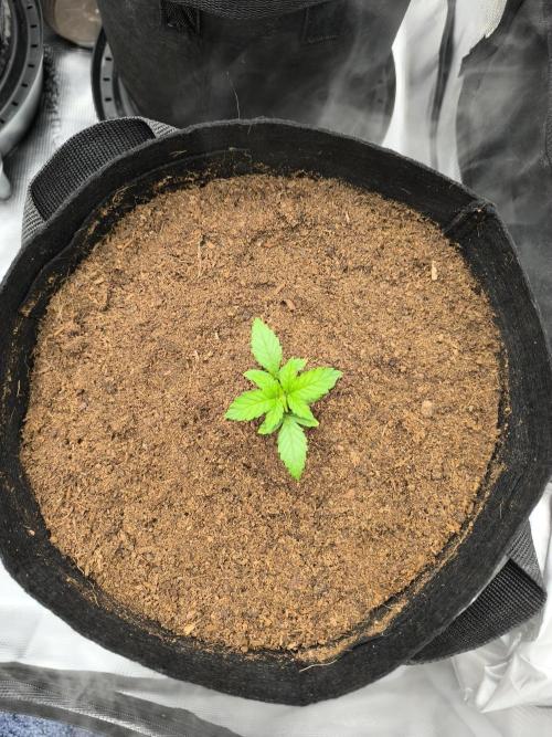VANILLA FROSTING. Week 2