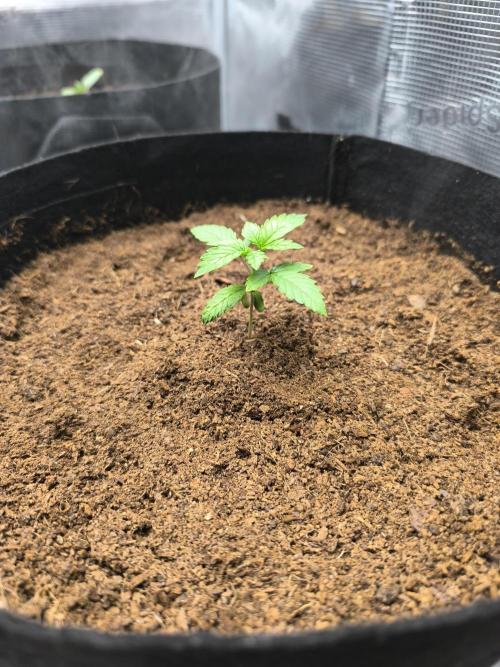 VANILLA FROSTING. Week 2