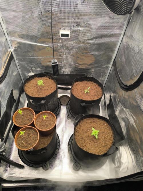 VANILLA FROSTING. Week 2
