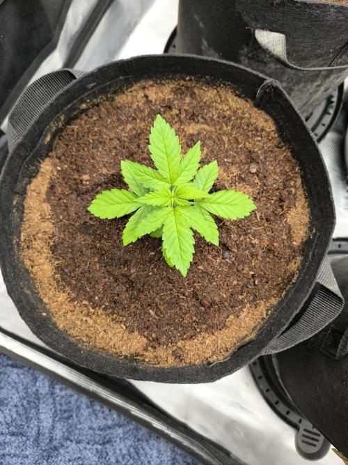 VANILLA FROSTING. Week 3