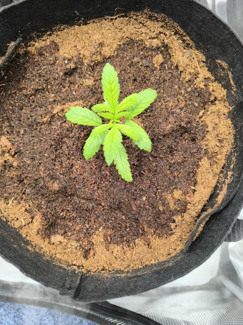VANILLA FROSTING. Week 3