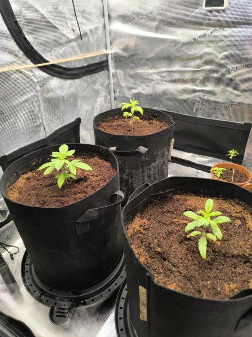 VANILLA FROSTING. Week 3
