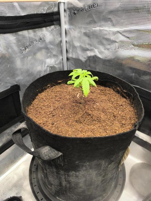 VANILLA FROSTING. Week 3