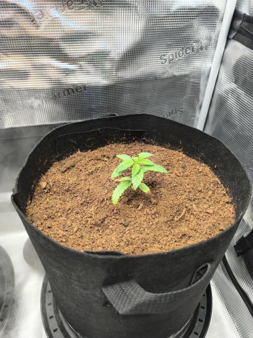 VANILLA FROSTING. Week 3