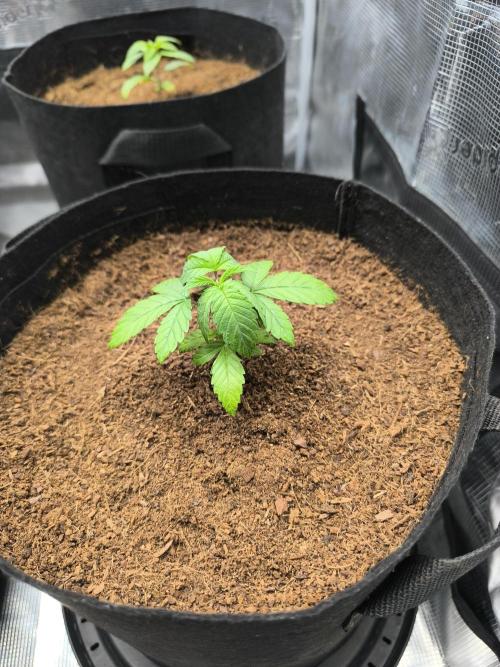 VANILLA FROSTING. Week 3