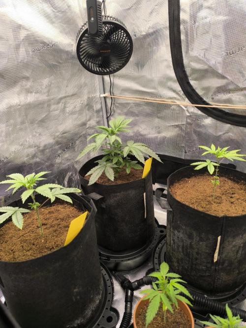 VANILLA FROSTING. Week 4