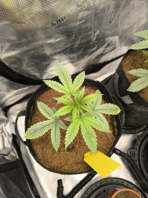 VANILLA FROSTING. Week 4
