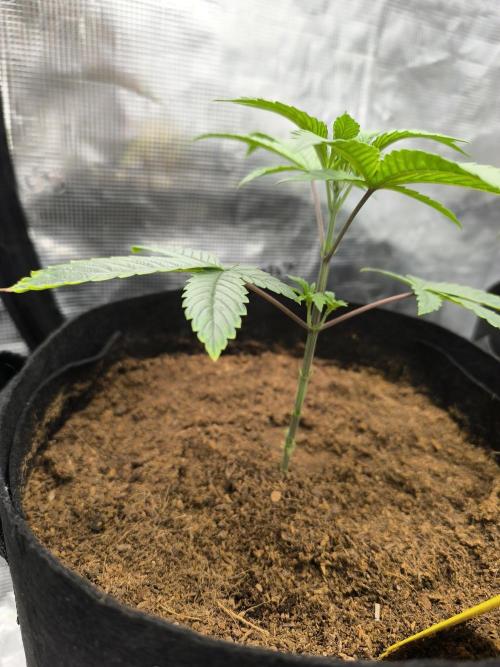 VANILLA FROSTING. Week 4