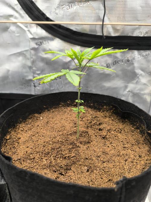 VANILLA FROSTING. Week 4