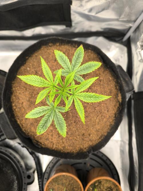 VANILLA FROSTING. Week 4