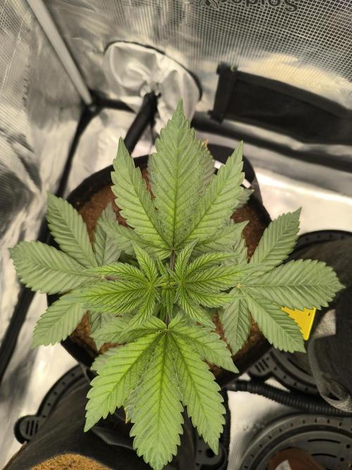 VANILLA FROSTING. Week 4