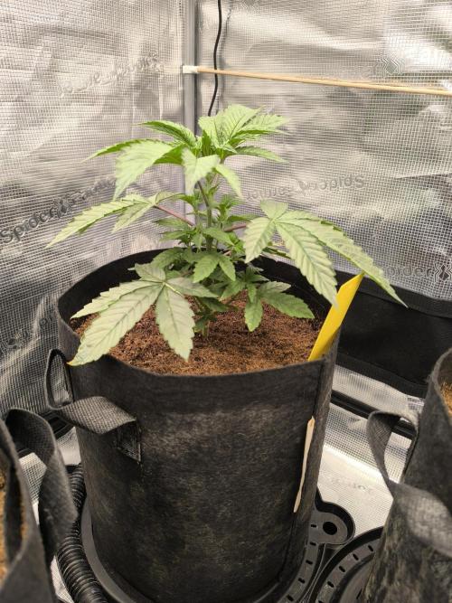 VANILLA FROSTING. Week 4