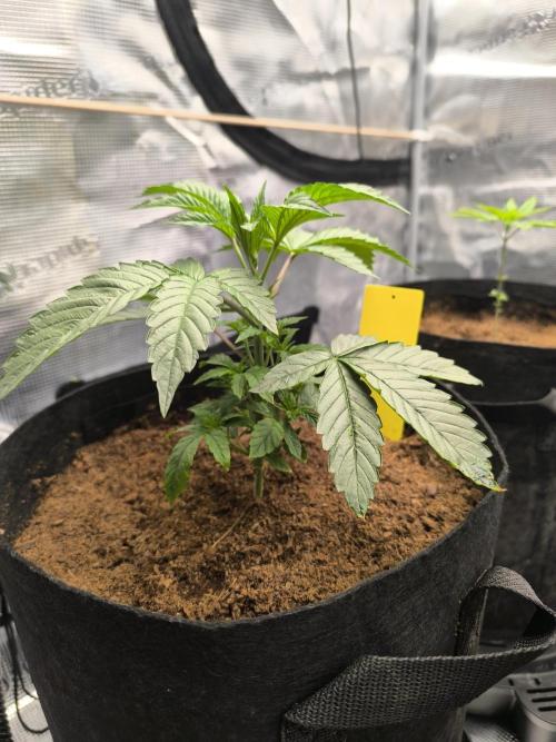 VANILLA FROSTING. Week 4