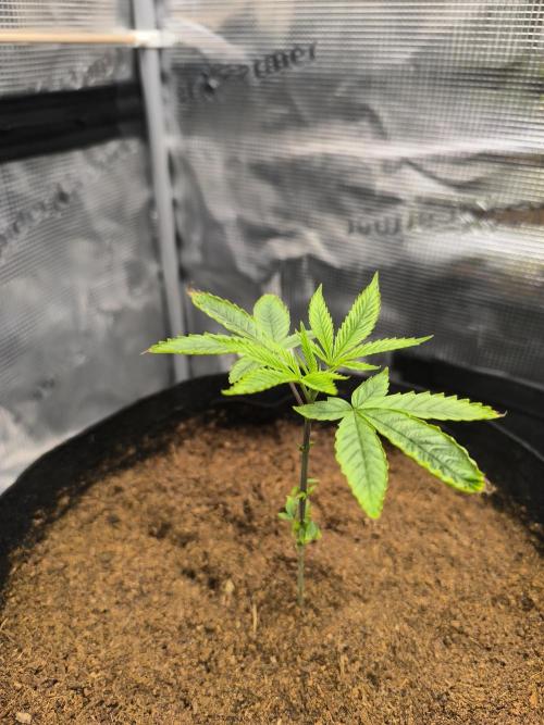 VANILLA FROSTING. Week 4