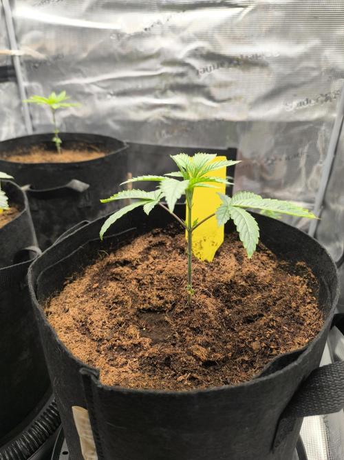 VANILLA FROSTING. Week 4