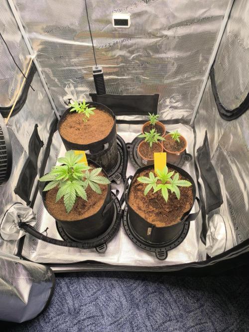 VANILLA FROSTING. Week 4
