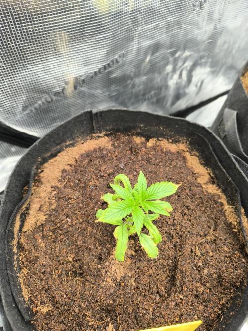 VANILLA FROSTING. Week 4