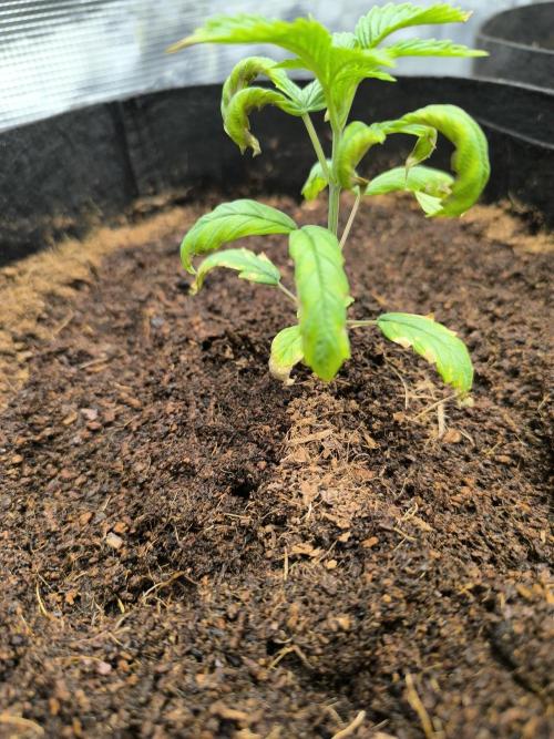 VANILLA FROSTING. Week 4