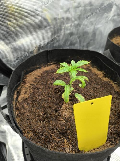 VANILLA FROSTING. Week 4