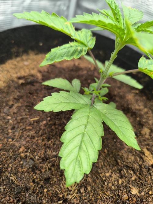 VANILLA FROSTING. Week 4