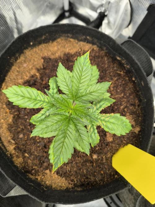 VANILLA FROSTING. Week 4