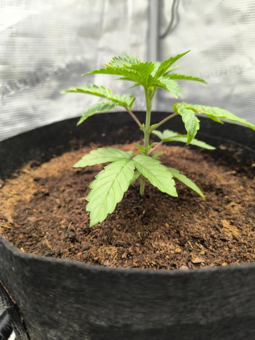 VANILLA FROSTING. Week 4