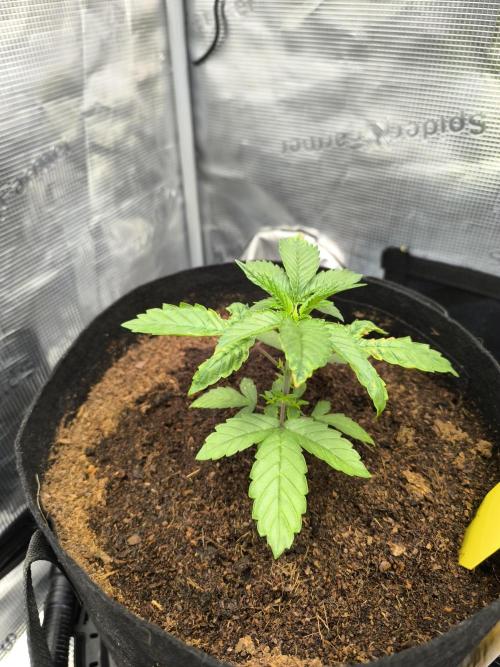VANILLA FROSTING. Week 4
