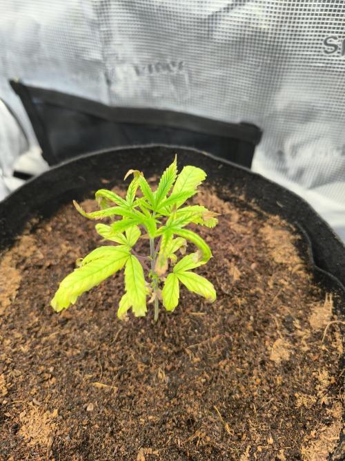 VANILLA FROSTING. Week 4