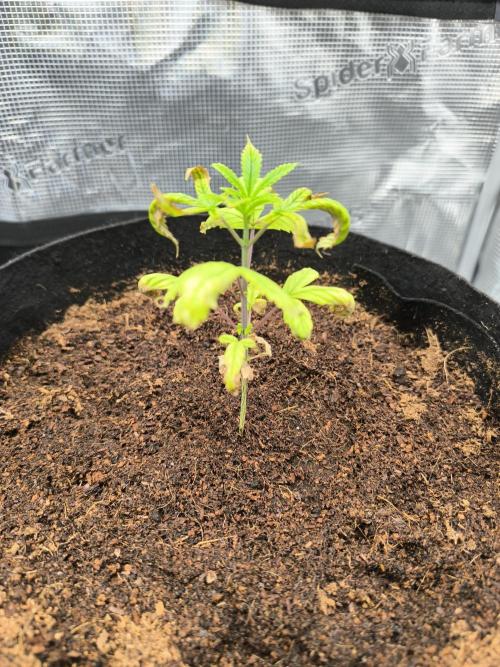 Vanilla Frosting. Week 4