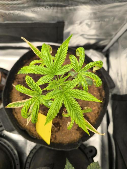 VANILLA FROSTING. Week 5
