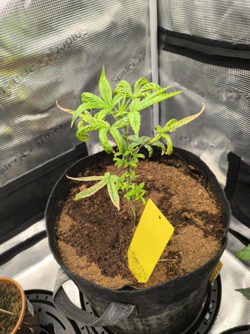 VANILLA FROSTING. Week 5