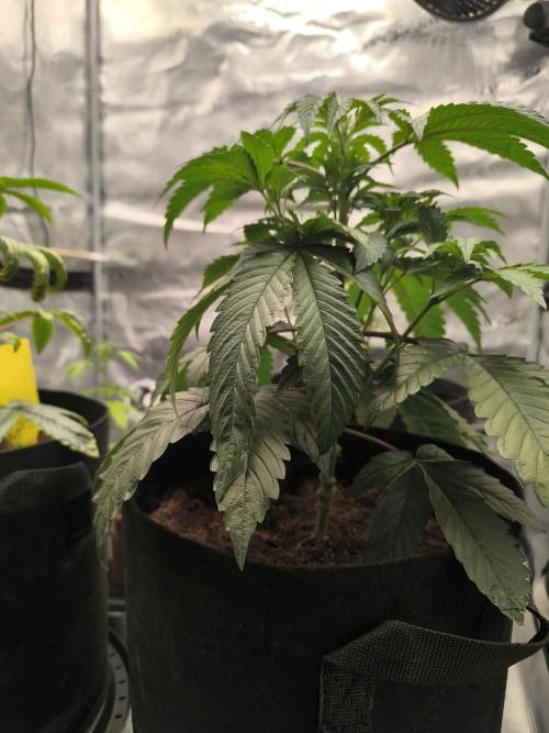 VANILLA FROSTING. Week 5