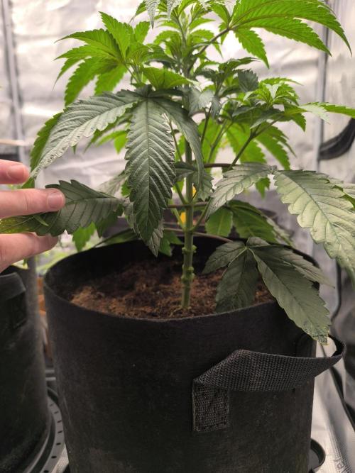 VANILLA FROSTING. Week 5