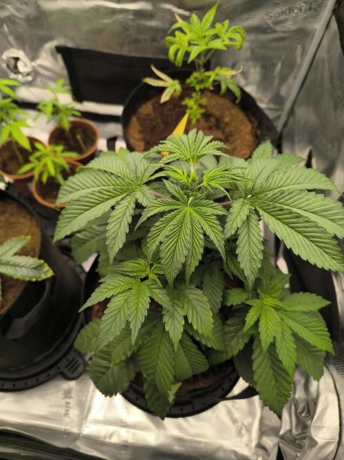 VANILLA FROSTING. Week 5