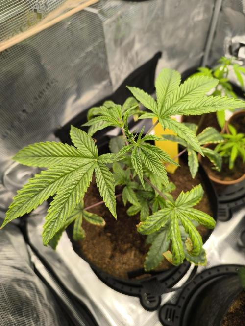 VANILLA FROSTING. Week 5