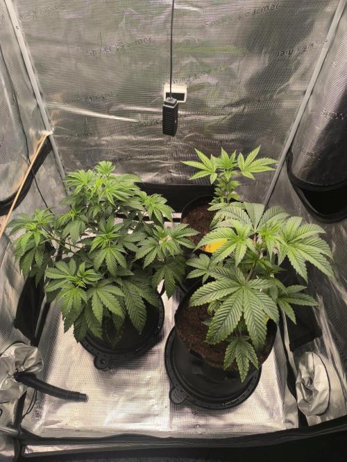 VANILLA FROSTING. Week 6