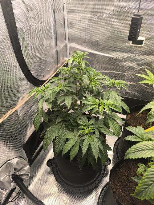 VANILLA FROSTING. Week 6