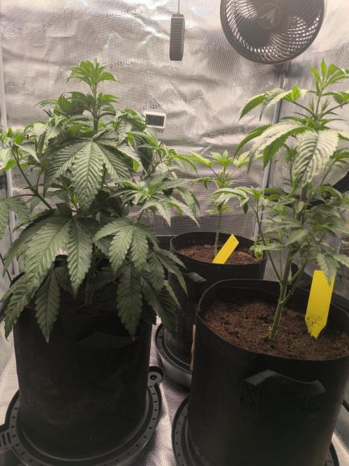 VANILLA FROSTING. Week 6