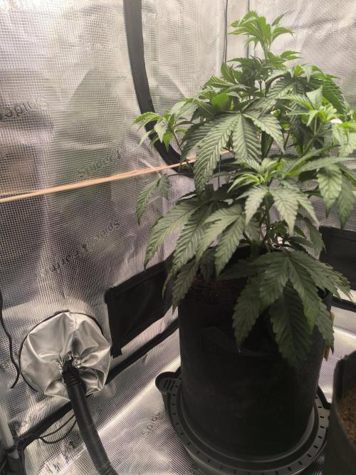 VANILLA FROSTING. Week 6