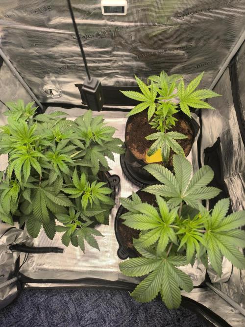 VANILLA FROSTING. Week 6